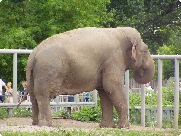 Исчезновение животных из Киевского зоопарка
