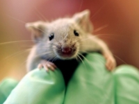 Радиоактивная мышь сбежала из ядерного комплекса