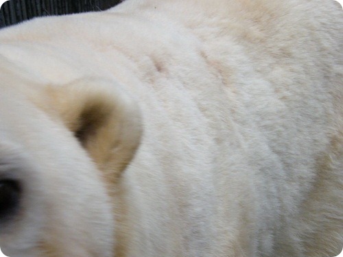 В Московском зоопарке обстреляли белого медведя