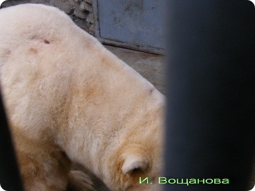 В Московском зоопарке обстреляли белого медведя