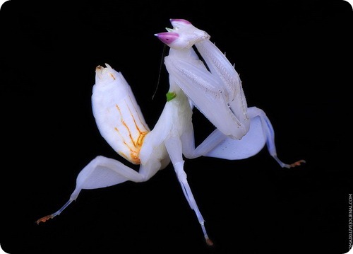 Hymenopus coronatus - Орхидея мира богомолов