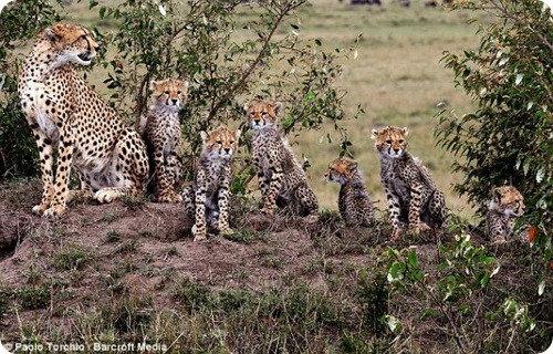 Мама-гепард и шесть ее детенышей