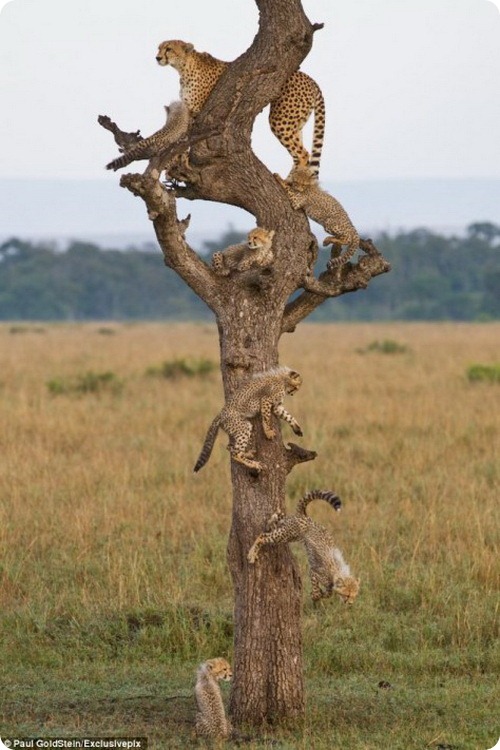 Мама-гепард и шесть ее детенышей