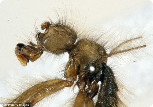 Mormotomyia hirsuta - Страшная волосатая муха