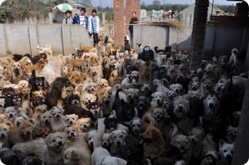 1500 бродячих собак и 200 кошек