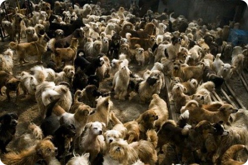 1500 бродячих собак и 200 кошек