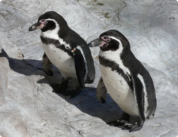 Гибель пингвинов Гумбольдта в Киевском зоопарке