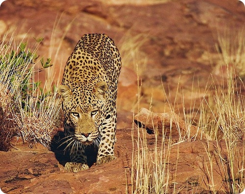 Леопард, фото леопардов
