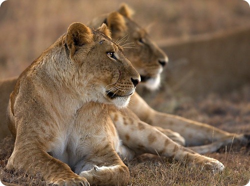 Лев, фотографии львов