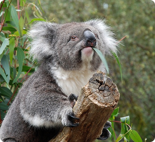 Коала, фото коал