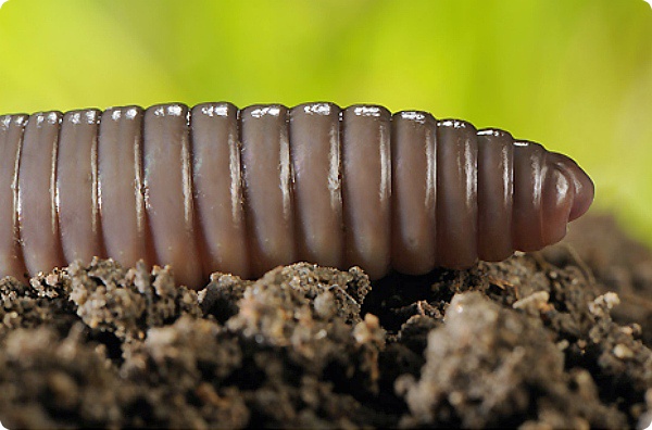 Дождевой червь - животное 2011 года