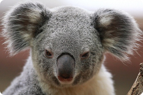 Коала, фото коал