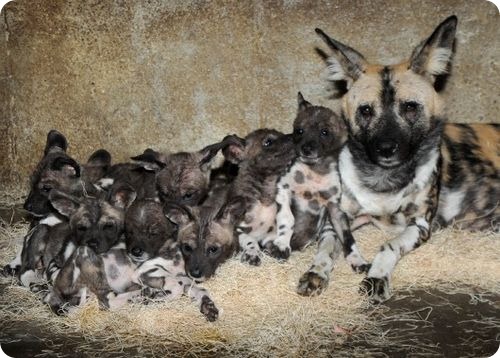 В Брукфилд родились 10! щенков гиеновидной собаки