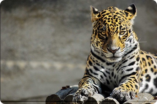 Леопард, фото леопардов