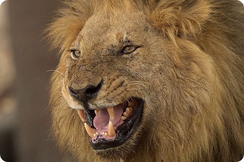 Лев, фотографии львов