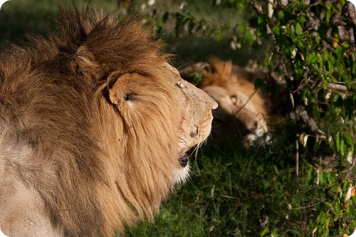 Встреча двух Масайских львов