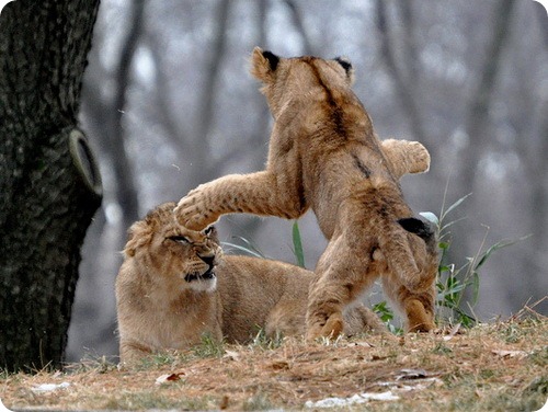 Львята из Национального зоопарка бросают вызов отцу