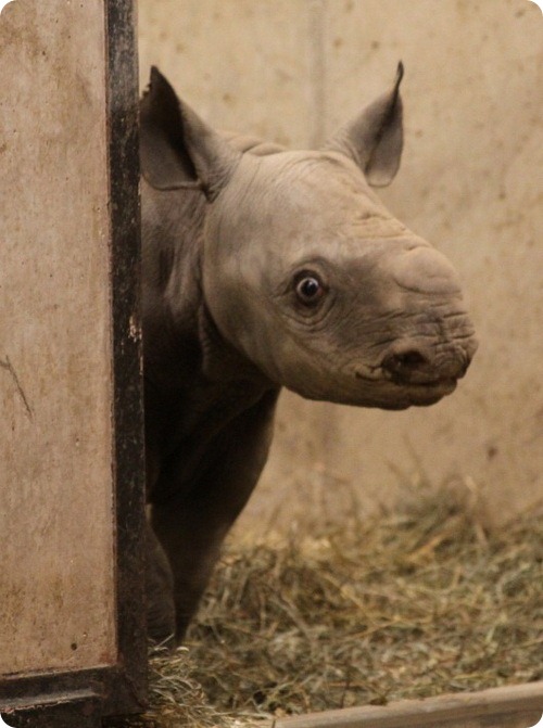 Первый черный носорожек за 20 лет