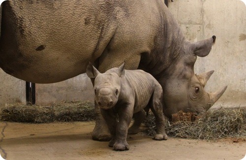 Первый черный носорожек за 20 лет