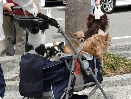 Кошки и собаки в колясках