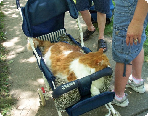 Кошки и собаки в колясках