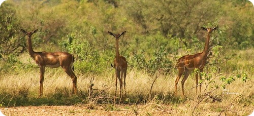 Геренук-жирафовая газель