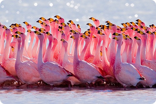 Фламинго, фотографии фламинго