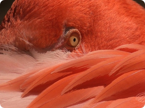 Фламинго, фотографии фламинго