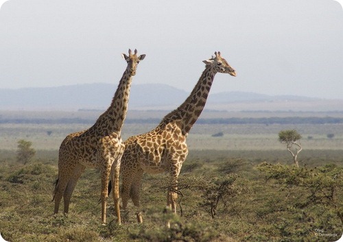Масайский жираф
