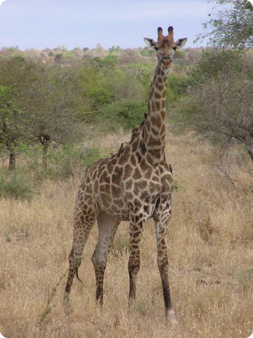 Южноафриканский жираф - Кордофан