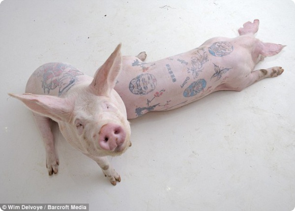 Татуированные свинки!