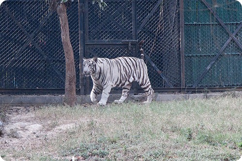 Зоопарк Дели