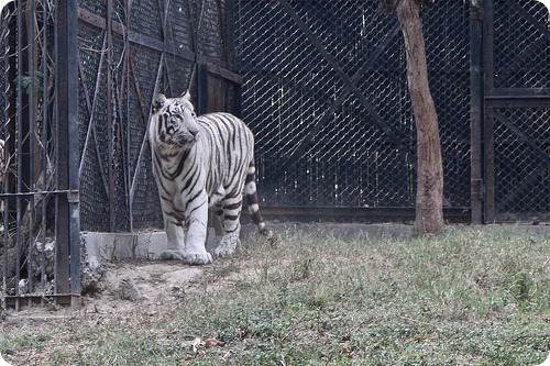 Зоопарк Дели