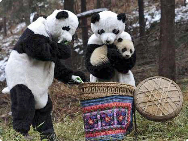 Детёныш панды отправляется на свободу
