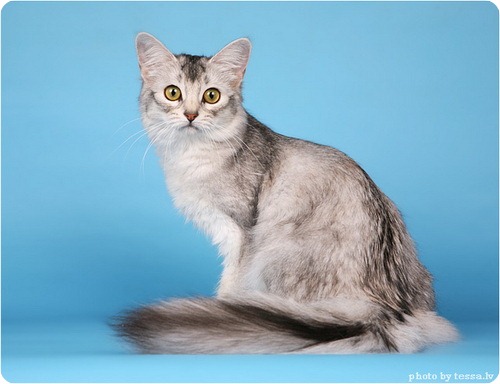 Сомалийская кошка, фото сомалийской кошки