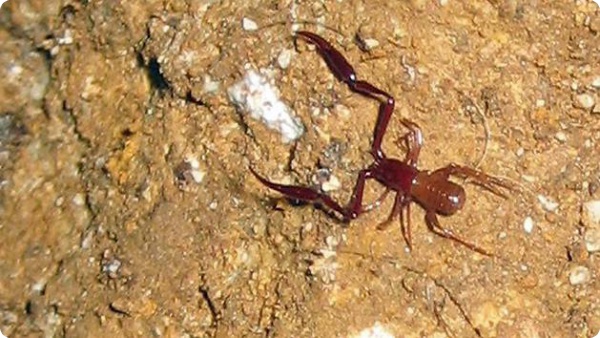 Псевдо-скорпион - хозяин пещер