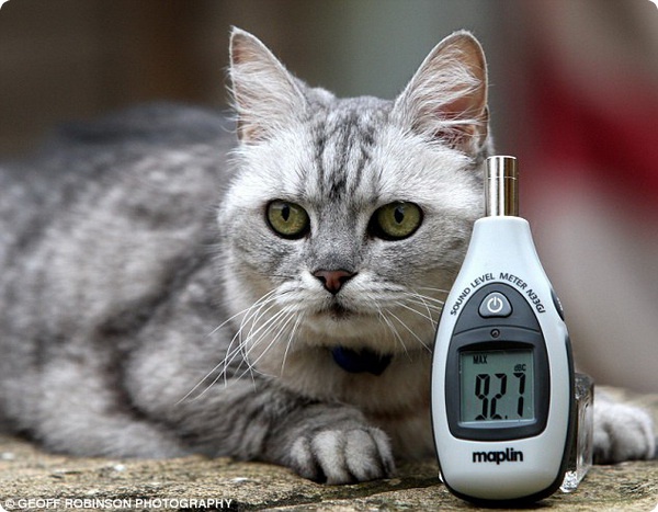 Смоки - самая громкая кошка в мире – ZooPicture.ru