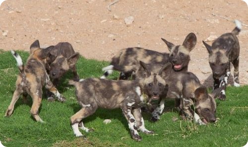 Щенки гиеновидной собаки учатся жизни