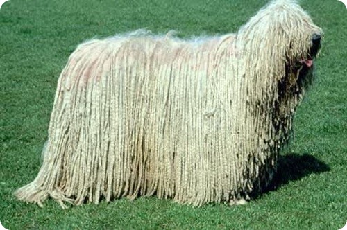 Комондор - венгерская овчарка