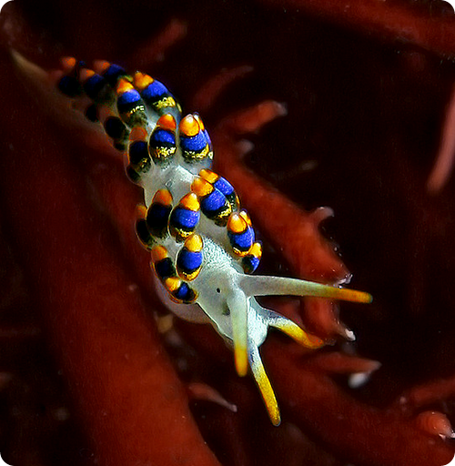Голожаберный моллюск Cuthona caerulea