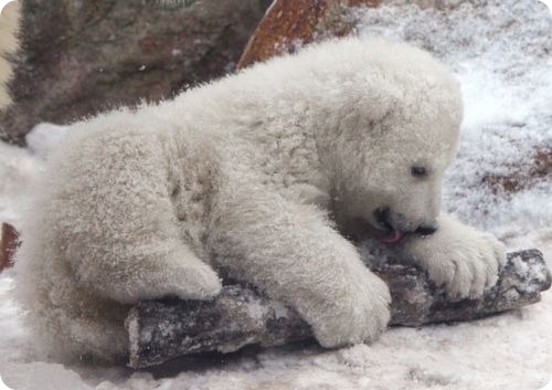 Полярный медвежонок радуется снегу