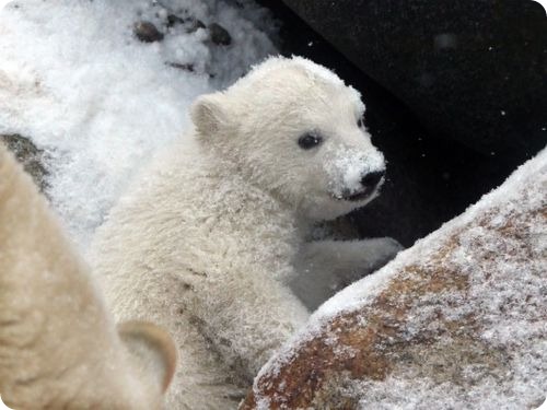 Полярный медвежонок радуется снегу