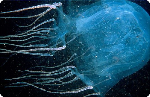 Австралийская кубическая медуза