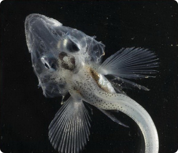 Ледяная рыба (лат. Champsocephalus gunnari)
