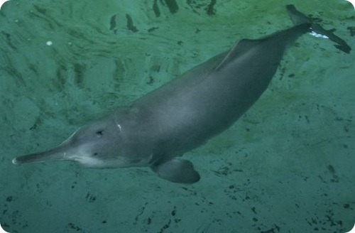 Китайский речной (озерный) дельфин