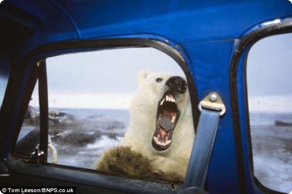Встреча с полярным медведем...