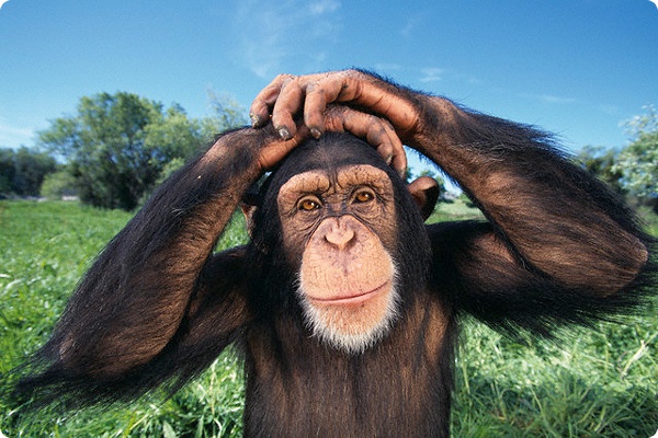 Шимпанзе и их социальные отношения