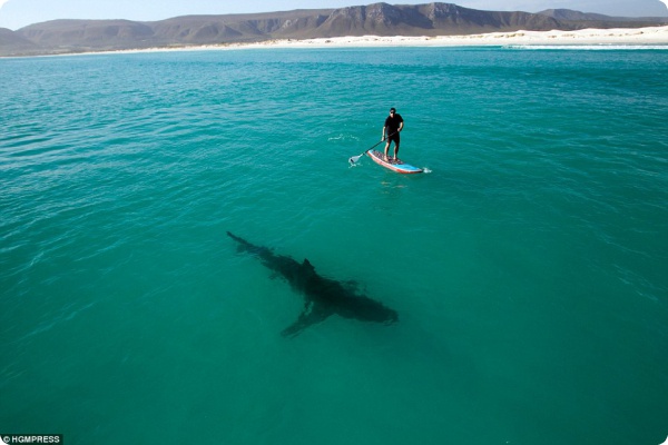 Насколько опасны белые акулы?