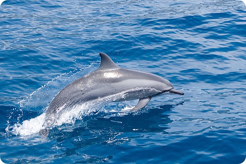 Дельфины-убийцы