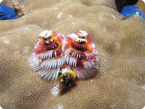 Трубчатый многощетинковый морской червь